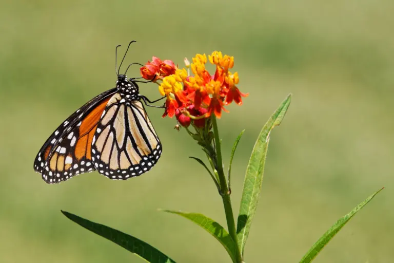 From Tiny Egg To Epic Migration: The Monarch Butterfly Life Cycle Explained (2026 Guide)