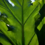 Photosynthesis for Kids: How Plants Make Food — Simple Steps, Why It Matters, and Fun Examples