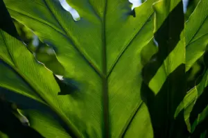 photosynthesis for kids