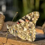 The Life Cycle Of A Butterfly: From Egg To Winged Wonder — A 2026 Guide