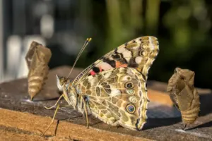 the life cycle of a butterfly