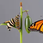 From Tiny Egg To Epic Migration: The Monarch Butterfly Life Cycle Explained (2026 Guide)