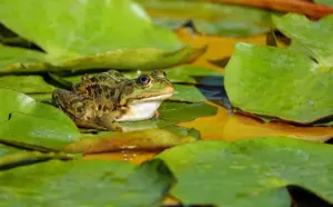 food chain examples for kids